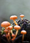 Fungus Fly