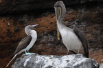 Galapagos 2014