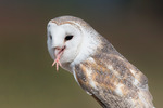 Tornuggla (Eastern Barn Owl)