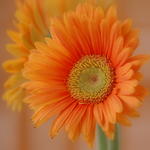 Gerbera