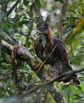 Ornate Hawk-Eagle