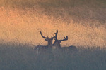 Dovhjortar m&ouml;ter morgonens ljus