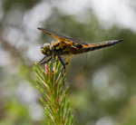 Fyrfl&auml;ckad trollsl&auml;nda