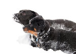 Sn&ouml; ?