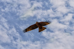 Black kite