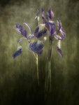 Blå Iris