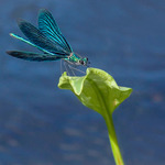 En del bl&aring;tt och lite gr&ouml;nt