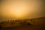 Kamelkaravan i Sahara