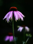 Storstadsblomster