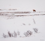 R&ouml;dr&auml;v i vitt landskap