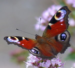 P&aring;f&aring;gel&ouml;ga