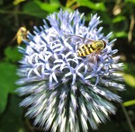 Boll med insekter