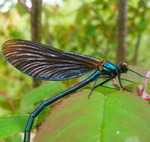 Blue Demoiselle