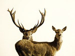 Mr and Mrs Red Deer