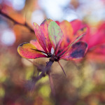 Berberis i november