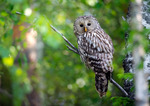 Slaguggla / Ural owl