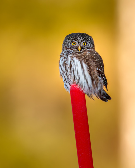 Sparvuggla - Pygmy owl on a pole