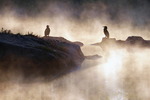 150725 Mellanskarvar, Phalacrocorax carbo sinensis