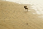 Lekfull strandhund Sri Lanka