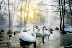 Swanlake