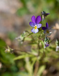 Midsommarblomster