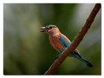 Indian Roller