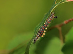 Hårfager spinnarlarv