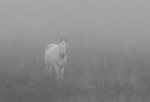 Hästen i dimman