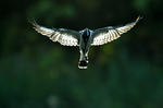 Pied kingfisher - Gråfiskare