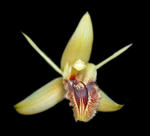 Svärfars orkidé 5