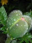 Flower bud