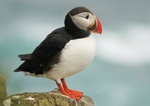 puffin