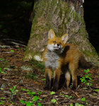 R&auml;vunge i skogen.