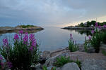 Svinøya, Svolvær, Lofoten