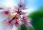 If I where ,, ,Kyrillisk körsbär : Sprakande vackra blommor på våren och eldig höstglöd på bladverket på höstkanten.