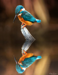 Kungsfiskare speglar sin skönhet