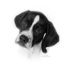 Pointervalpen Poppie