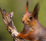 Portr&auml;tt p&aring; Kurt.