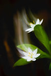 Ghost flowers