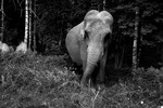Elefantens öde