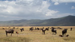 Gnuer i Ngorongoro