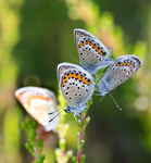 Fyra Ljungbl&aring;vingar
