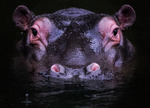 Hippo i Sydafrika