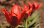 Tulipa 13