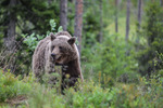 Björn vid finsk/ryska gränsen