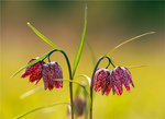 Balans är ett vackert ord! (Fritillaria meleagris)