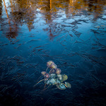 Frozen waterlilies