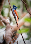African paradise flycatcher