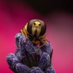 Blomfluga i lavendel