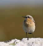 En liten nyfiken stenskv&auml;tta.....